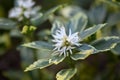 Japanese Pachysandra terminalis Variegata flowering Royalty Free Stock Photo